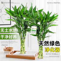 开时果 富贵竹水培植物客厅桌面绿植 办公室内转运竹龙竹观音竹四季盆栽 【试养】富贵竹50-60cm4棵+保鲜剂