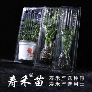 寿禾 蔬菜苗活苗带土大全菜苗种苗春夏各种秧苗山东寿光苗子阳台 草莓番茄苗 6棵