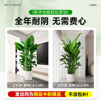 天堂鸟绿植大型植物客厅办公室内大叶花卉旺宅吸甲醛落地式鹤望兰