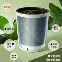 植男植女客厅绿色植物散尾葵大型绿植凤尾竹室内盆栽夏威夷竹花卉源头直发