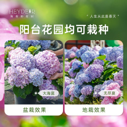 海蒂的花园 无尽夏 大花绣球花苗 1加仑盆 蓝色