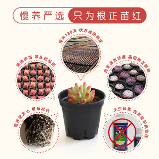 壹分皿6颗多肉植物组合盆栽含盆带土种好好养室内绿植花卉源头直发