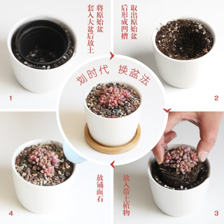 壹分皿6颗多肉植物组合盆栽含盆带土种好好养室内绿植花卉源头直发
