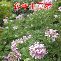 驱蚊草盆栽植物室外室内绿植祛蚊种籽子庭院香叶天竺葵开花防蚊虫