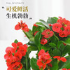 樱霞绿植盆栽多肉花卉盆栽植物室内桌面水培绿植办公室客厅植物懒人 长寿花（四季开花，颜色）