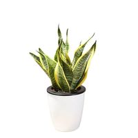 金边虎皮兰盆栽花卉多肉水培植物绿植室内吸办公室四季常青虎尾兰