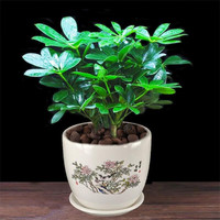 花友八方来财鸭脚木室内阳台桌面绿植盆栽花卉发财树苗七叶莲 八方来财4颗树【發字陶瓷盆】 含盆