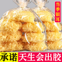 古田 直发大朵银耳精选白木耳干货孕妇小糯耳雪耳滋补养生食材出胶