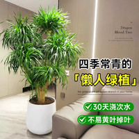叹为观止 大型盆栽 单杆辫子发财树天堂鸟绿萝散尾葵办公室内开业乔迁 多头龙血树1.5-1.7米【钻石盆】 含盆