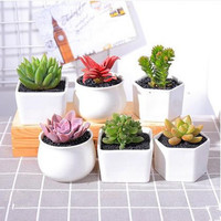 意轩多肉植物组合套餐肉肉植物室内花卉小盆栽含盆带土肉嘟嘟 冬美人
