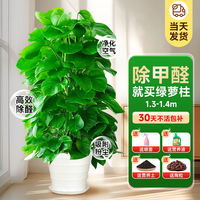 临雅新房除甲醛大叶绿萝柱盆栽客厅大型绿植办公室内净化空气好养植物 绿萝柱1.3-1.4米