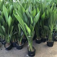 美外一叶兰盆栽耐寒喜阴植物办公室内庭院观叶绿植兰花 一叶兰（30-50cm高）10颗 不含盆
