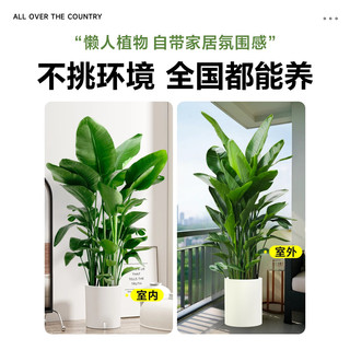 临雅天堂鸟盆栽室内客厅大型绿植办公室大叶植物花卉鹤望兰去甲醛新房 天堂鸟1.0-1.1米+白钻石盆