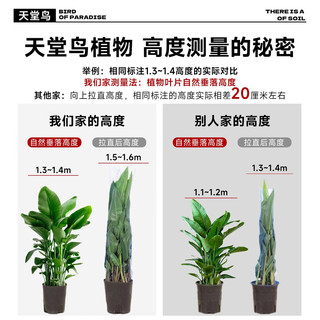 临雅天堂鸟盆栽室内客厅大型绿植办公室大叶植物花卉鹤望兰去甲醛新房 天堂鸟1.0-1.1米+白钻石盆