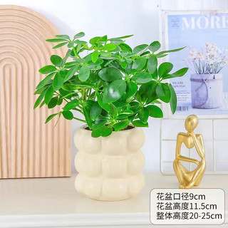 叹为观止室内水培土培懒人盆景植物清新空气办公室盆栽桌面 芦荟 懒人盆 带盆栽好