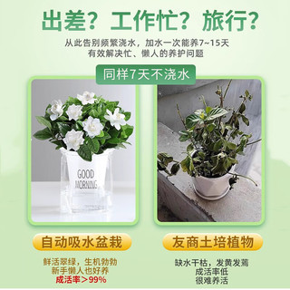 叹为观止室内水培土培懒人盆景植物清新空气办公室盆栽桌面 芦荟 懒人盆 带盆栽好