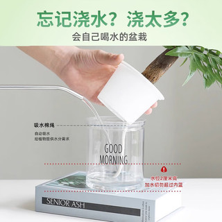 叹为观止室内水培土培懒人盆景植物清新空气办公室盆栽桌面 芦荟 懒人盆 带盆栽好