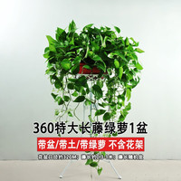 樱霞【上门】绿萝盆栽室内植物花卉家用绿植水培长藤垂吊大盆绿箩 360#特大盆长藤绿萝1盆+吸水盆