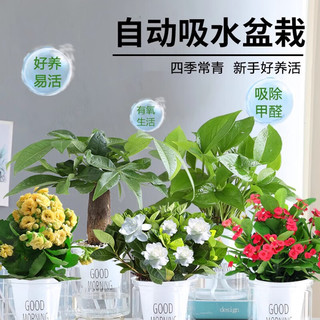 叹为观止室内水培土培懒人盆景植物清新空气办公室盆栽桌面 芦荟 懒人盆 带盆栽好