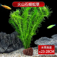 CRAZY PLANT 爬地矮珍珠水草日本趴地矮珍珠鱼缸水草植物和鱼共养造景净化水草