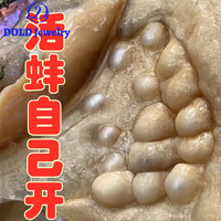 DL 1998520胖东来品质河蚌自开珍珠海淡水蚌自己开多贝壳活蚌 八年钻石多珠蚌十个+小贝