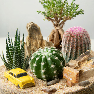 仙人掌微景观盆栽沙漠山丘趣味摆件植物盆景多肉花卉桌面绿植 含盆