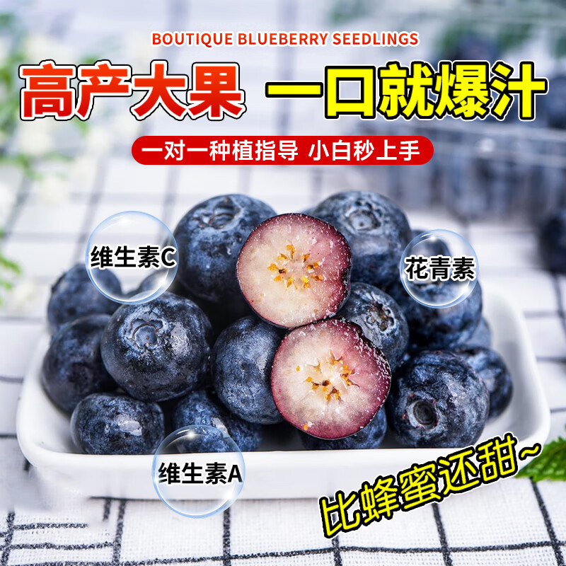 临雅的花园蓝莓树果苗蓝莓苗盆栽带果大苗南北方室内外庭院种植耐寒果树果苗 【中苗】蓝莓天后40-50cm+送肥料