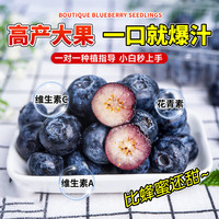 临雅的花园蓝莓树果苗蓝莓苗盆栽带果大苗南北方室内外庭院种植耐寒果树果苗 【中苗】蓝莓天后40-50cm+送肥料