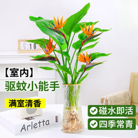 壹植水培天堂鸟盆栽花卉植物室内客厅绿植桌面鹤望兰吸甲醛四季好养活 精品水培天堂鸟20-30厘米1棵 不含盆