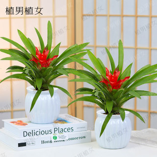 植男植女鸿运当头小红星绿植盆栽室内办公室懒人好养源头直发