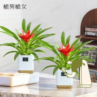 植男植女鸿运当头小红星绿植盆栽室内办公室懒人好养源头直发