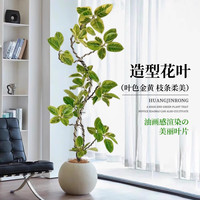 临雅黄金榕客厅绿植花叶橡皮树室内大型大盆栽富贵榕办公室落地式植物 【造型】黄金榕1.6-1.8米+原胶盆