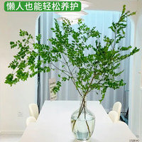 壹植马醉木水培植物客厅绿植四季室内桌面马醉木吊钟花瓶美男树感 100-110cm送80-100cm一枝吊牌营养液