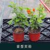 苏跃 【买2送1】三角梅树苗盆栽室内阳台爬藤植物勒杜鹃花苗重瓣大