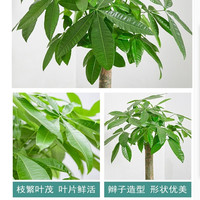 瑰玮辫子发财树大型绿植室内花卉家居盆栽办公室客厅开业乔迁 单杆发财树约1.1-1.4米 不含盆