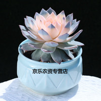 懿儱佩云南精选多肉植物粉色蓝鸟办公室内趣味美观肉肉绿植花卉套餐 粉心蓝鸟+(塑料盆) 宽幅约10cm 带盆栽好