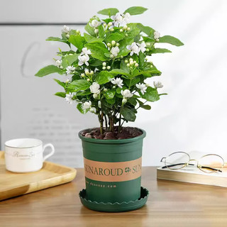 开时果 茉莉花盆栽浓香型 桌面绿植物阳台花卉树苗盆景摆件源头直发 精选茉莉花3-6株【加仑盆】