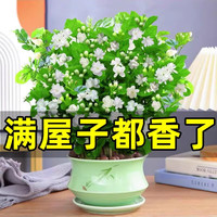 开时果 茉莉花盆栽浓香型 桌面绿植物阳台花卉树苗盆景摆件源头直发 精选茉莉花3-6株【加仑盆】
