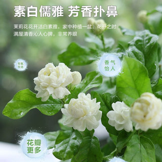 开时果 茉莉花盆栽浓香型 桌面绿植物阳台花卉树苗盆景摆件源头直发 精选茉莉花3-6株【加仑盆】