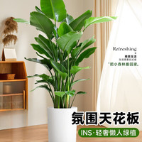 壹植天堂鸟客厅绿植盆栽室内好养大叶植物适合办公室真花卉盆景鹤望兰 天堂鸟30-40cm1棵-原盆 含盆