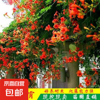 京喜 花卉苗木 爬藤三角梅 山茶花苗 红枫苗 樱花苗 紫竹凌霄 桂花月季 紫荆花 小苗1棵