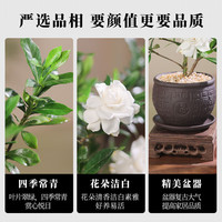 开时果 小叶栀子花四季盆栽植物 室内好养办公室桌面带盆景开花小绿植 舍得紫砂盆+苔藓+底座