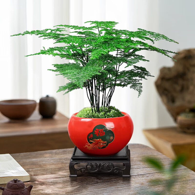 爱优尚文竹盆景办公室桌面盆栽室内绿植好养中式禅意源头直发