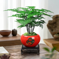 爱优尚文竹盆景办公室桌面盆栽室内绿植好养中式禅意源头直发