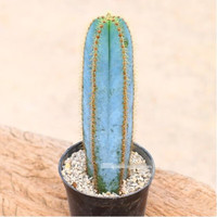 慎思苑意轩仙人柱仙人掌科仙人球多肉植物盆栽开花办公室 实生 白檀 一盆