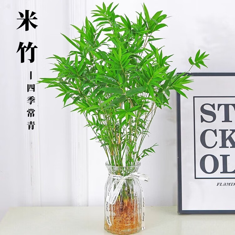 沭之美水培植物米竹室内盆栽富贵竹南天竹桌面绿植带根水生竹子花卉好养 米竹15连株【可水土培】不含瓶
