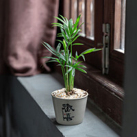 京云梦懒人绿植迷你小竹柏小型室内阳台绿植盆栽水培土培都可带盆绿植 迷你小富椰子+欢喜盆