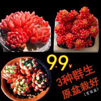 精品多肉植物稀有品种多肉组合大颗好养肉肉小绿植花卉室内盆栽 含盆