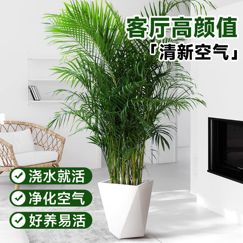 爱优尚散尾葵植物盆栽客厅大型绿植室内落地办公室好养凤尾竹源头直发