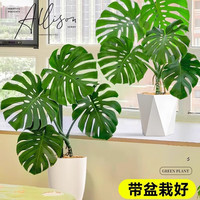 德沃多龟背竹客厅大盆栽50-60cm加仑盆大型绿植室内净化空气源头直发